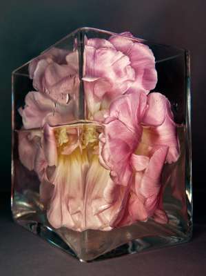 "Anamorphic Still" no 11